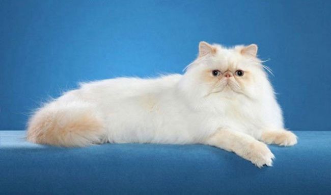 Ложь гималайской кошки