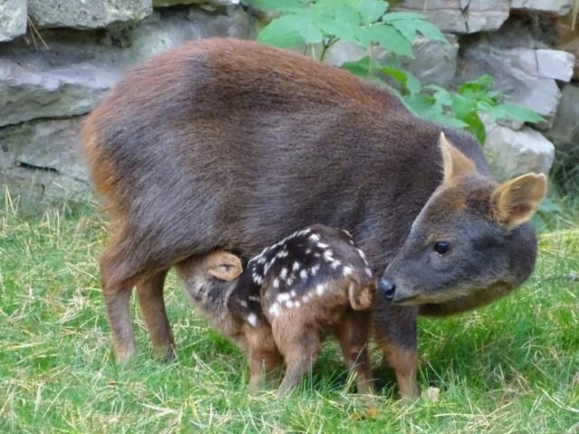 Виды оленей