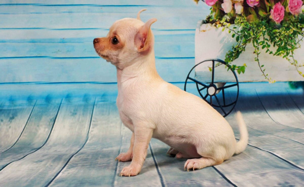 Клички для девочек и мальчиков породы чихуахуа