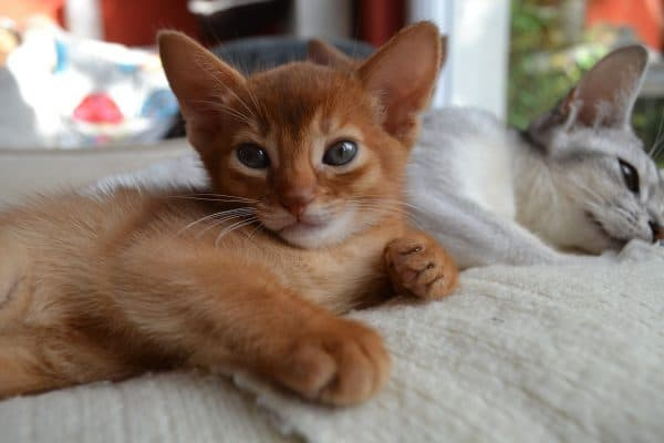 Симпатичный абиссинский котенок
