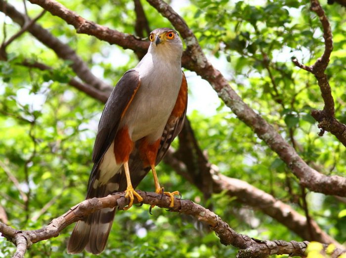 Двухцветный ястреб (Accipiter bicolor) fot. 