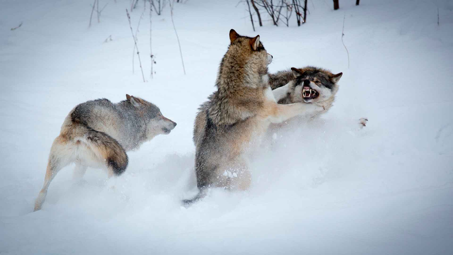 волки