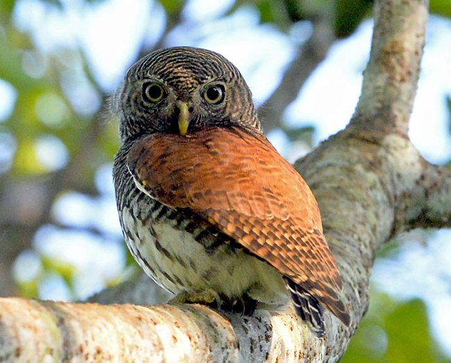 Фотография коричневого силата (Glaucidium castanotum