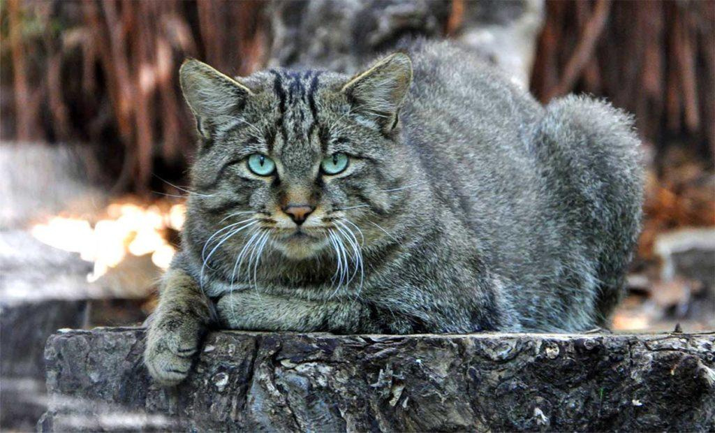 Кавказский лесной кот