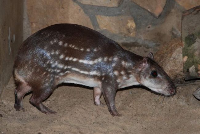 Паки хранят жир и используют его во время голода.