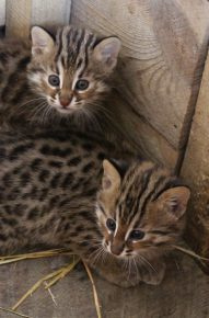Котята дальневосточной лесной кошки