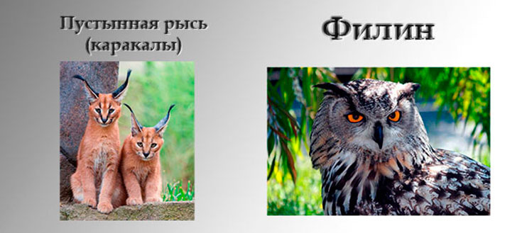 Фенек