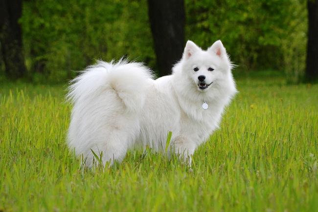 Рамка
