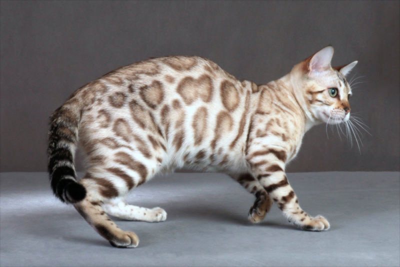 Светлая бенгальская кошка