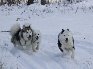 Разнообразие породы