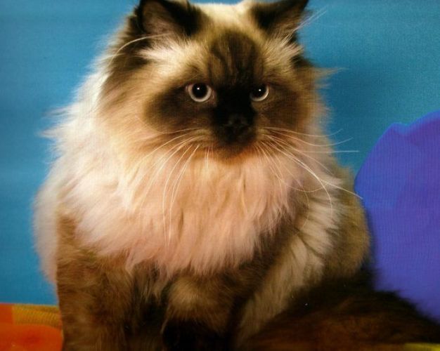 Гималайская кошка