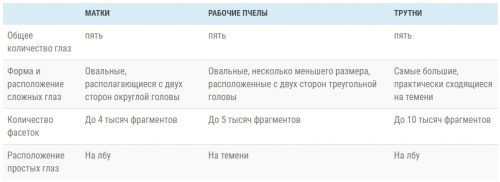 оптические свойства пчел 