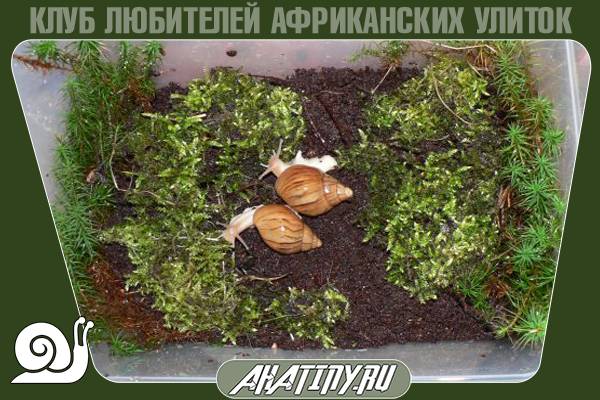Содержание ретикуляты в домашних условиях 