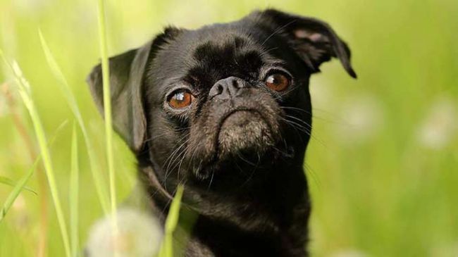 Пти-брабансон черного цвета - фото