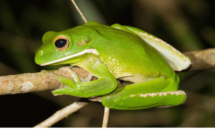 Литория с длинными ногами / Litoria infrafrenata