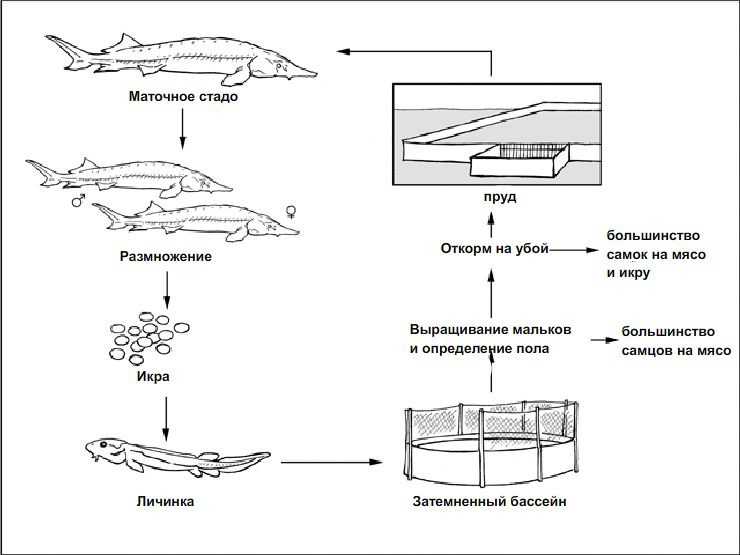 Производство сибирского осетра