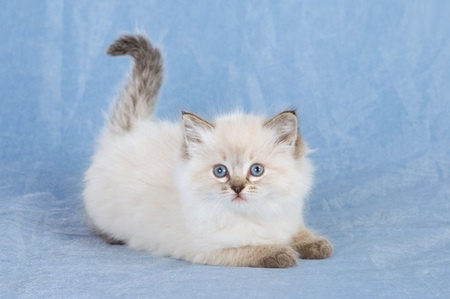 Купите чучело котенка