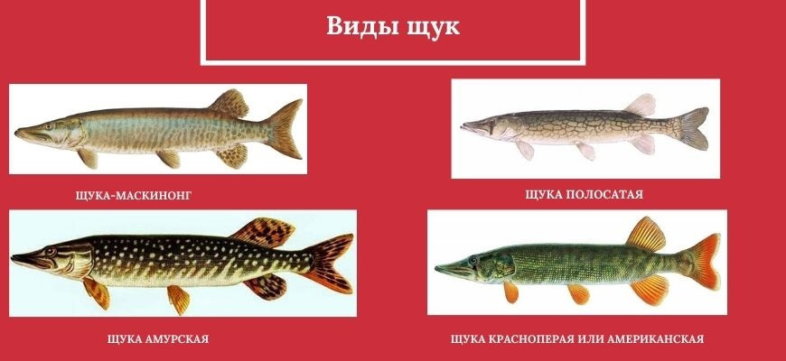 Виды щуки