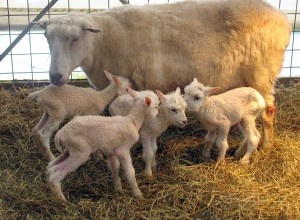 Французская порода овец Иль-де-Франс: характеристики и внешний вид, преимущества и недостатки, фото