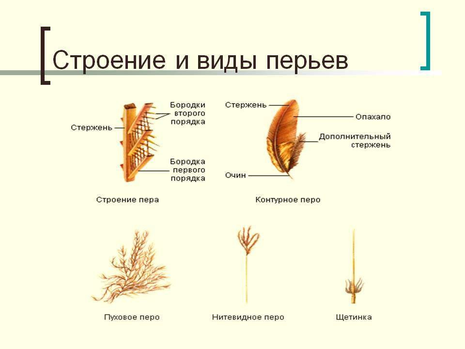 Строение и виды перьев птиц.
