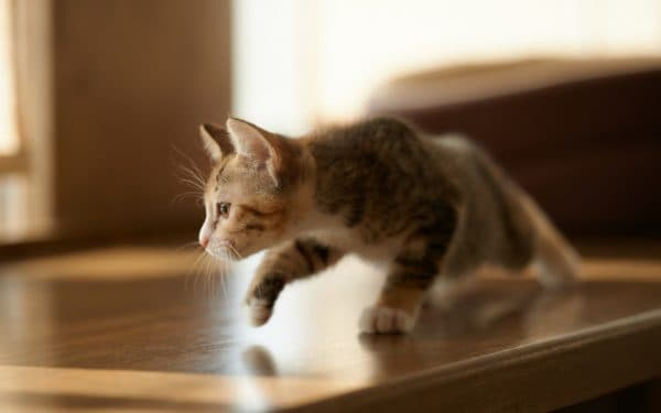 Самые крутые клички для кота