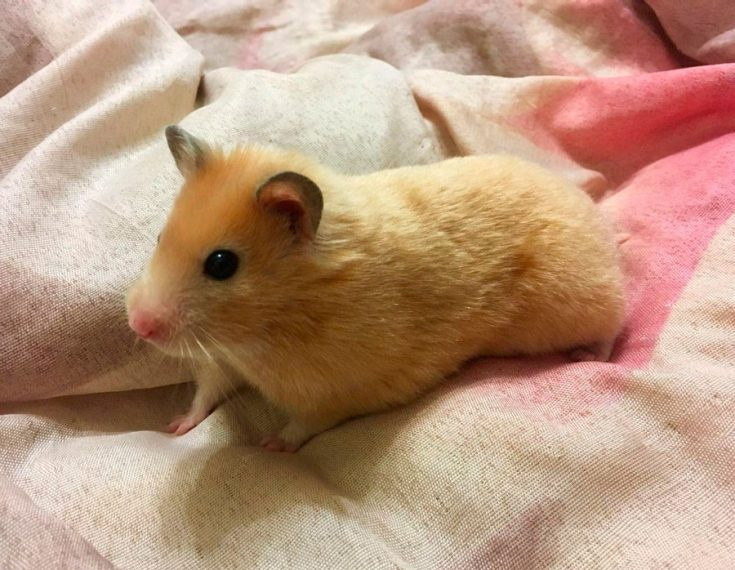 Сирийский хомяк