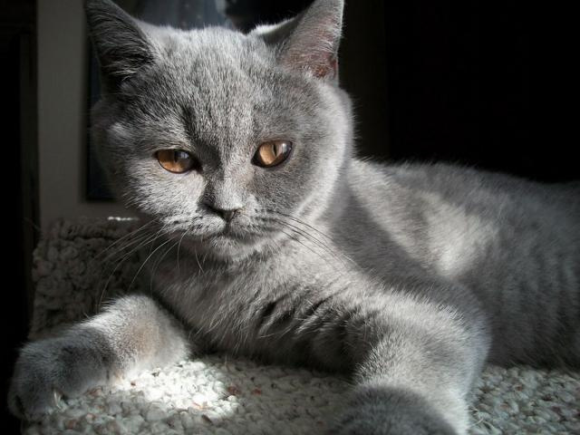 Шотландская прямоухая кошка