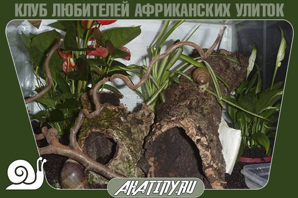Украшение террариума 