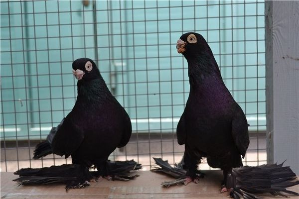 Армавирские короткоклювые голуби