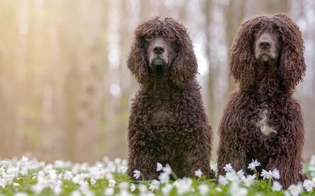Ирландский водяной спаниель