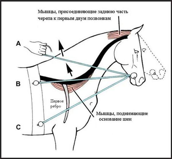Более длинная и полутяжелая голова