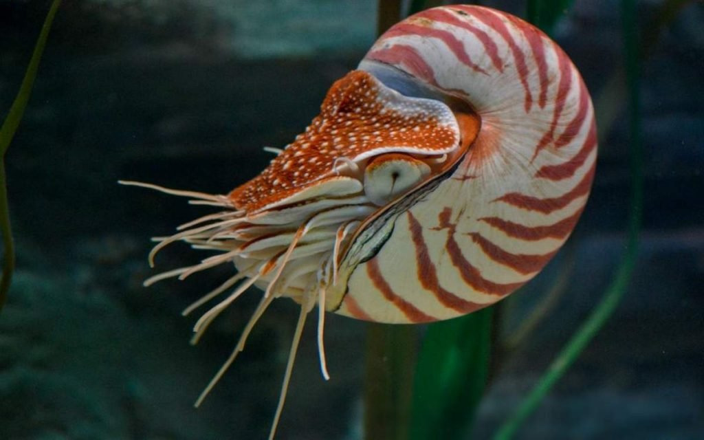 Наутилус (Nautilus).