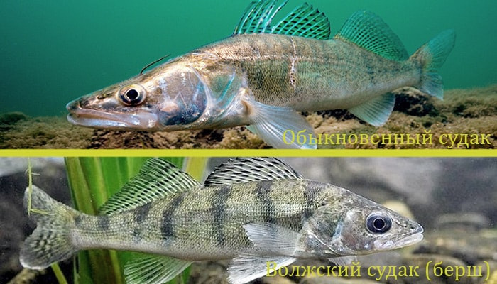 Сорт судака
