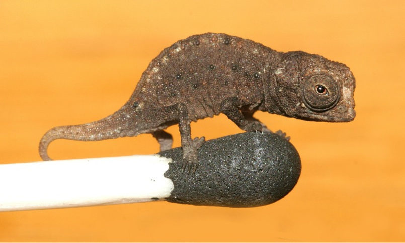 Хамелеон - Brookesia micra на спичке