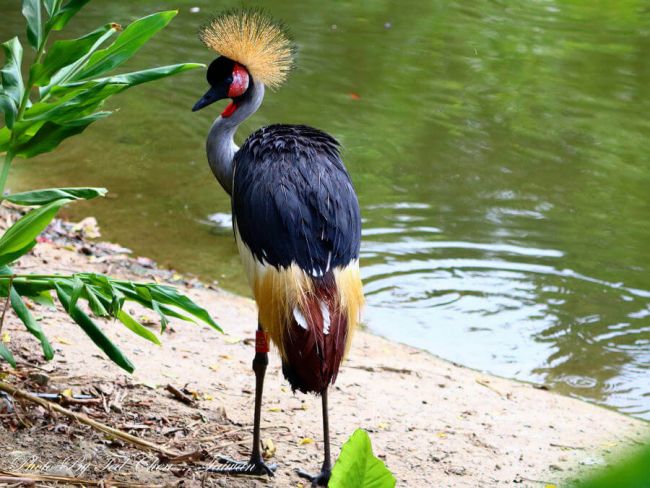 10 птиц с самыми красивыми хохолками