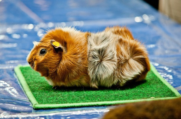 Абиссинский уход и содержание