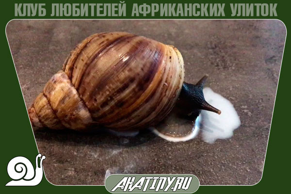 Улитка ахатина может пить молоко и есть творог 