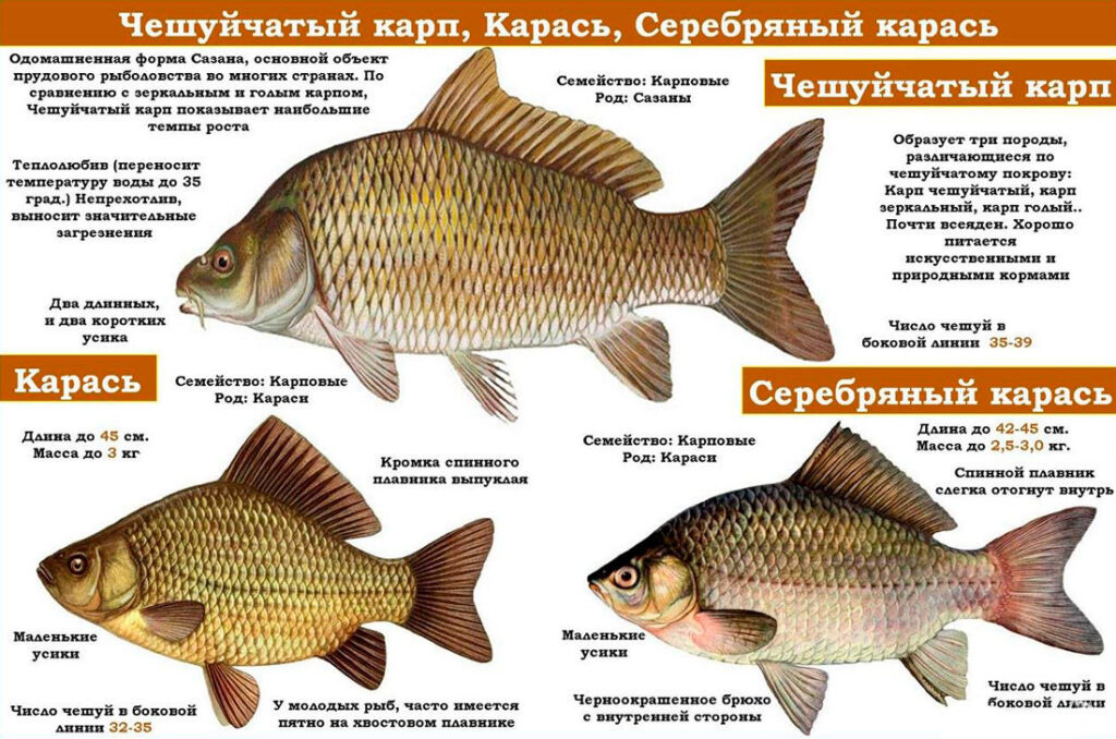 Рыба карась
