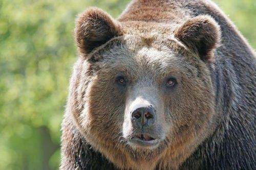 Животный мир Кавказа список