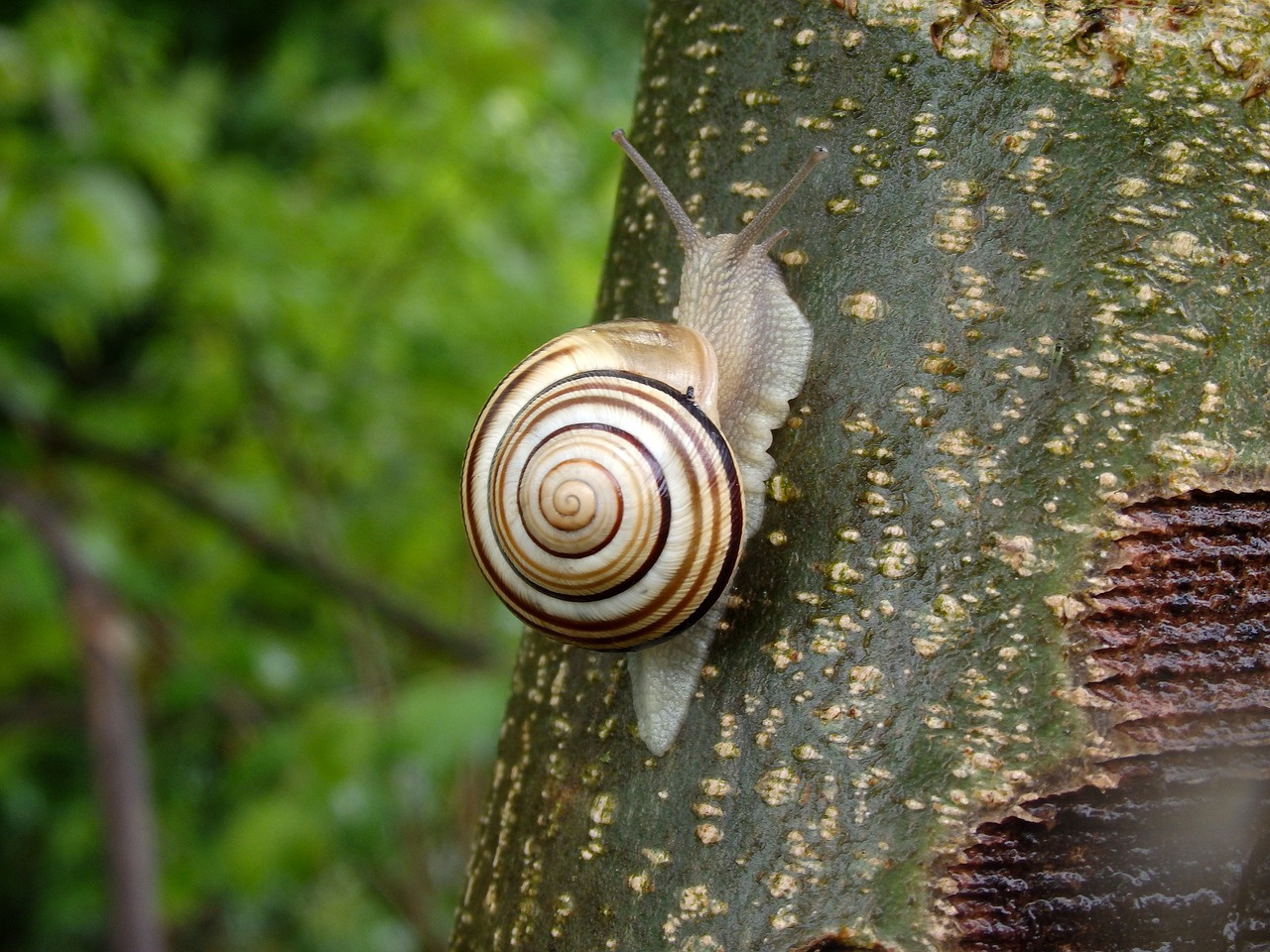 Улитка Caracolus 