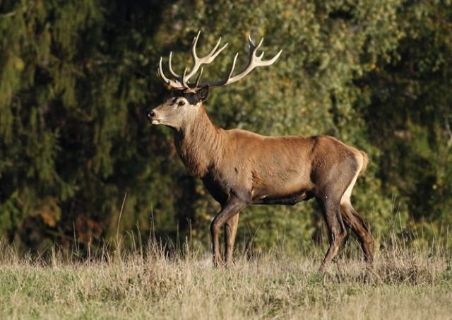 Виды оленей