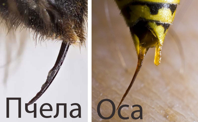 Сколько живут осы