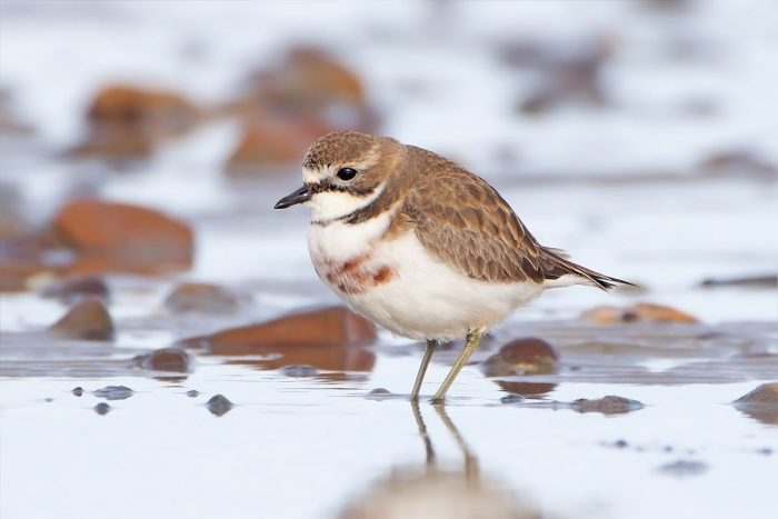Фото зуек двуполосный (Charadrius bicinctus
