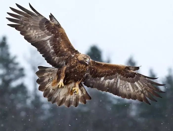 Беркут Aquila chrysaetos chrysaetos - фото