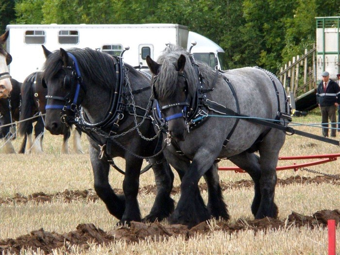 Голландская сбруя