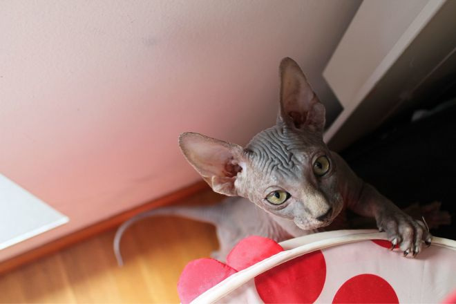 Котенок канадского сфинкса