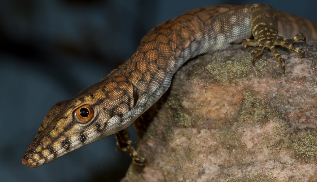 Темный варан Varanus glebopalma
