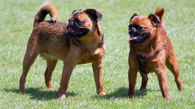 фото собак породы Пти Брабансон