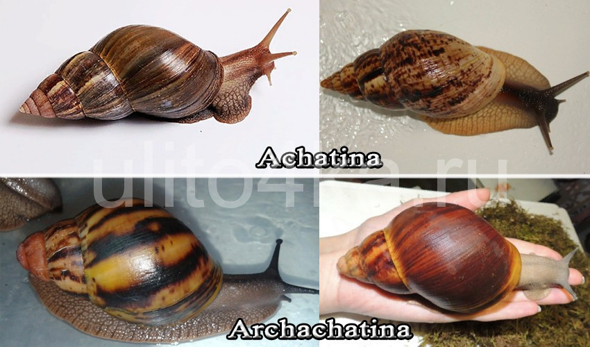 ахатина и архатина 