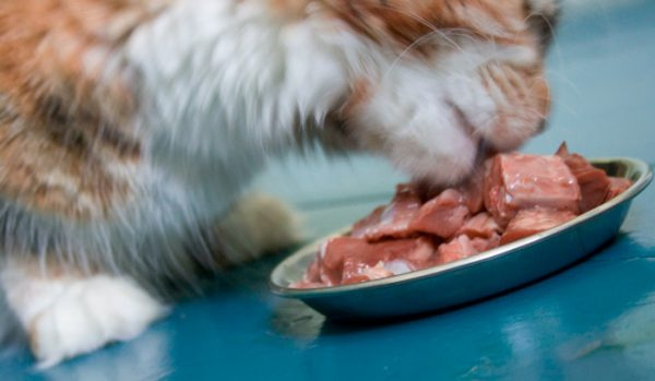 Мясная каша бобтейл